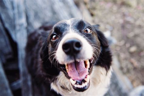 free dog stock photos